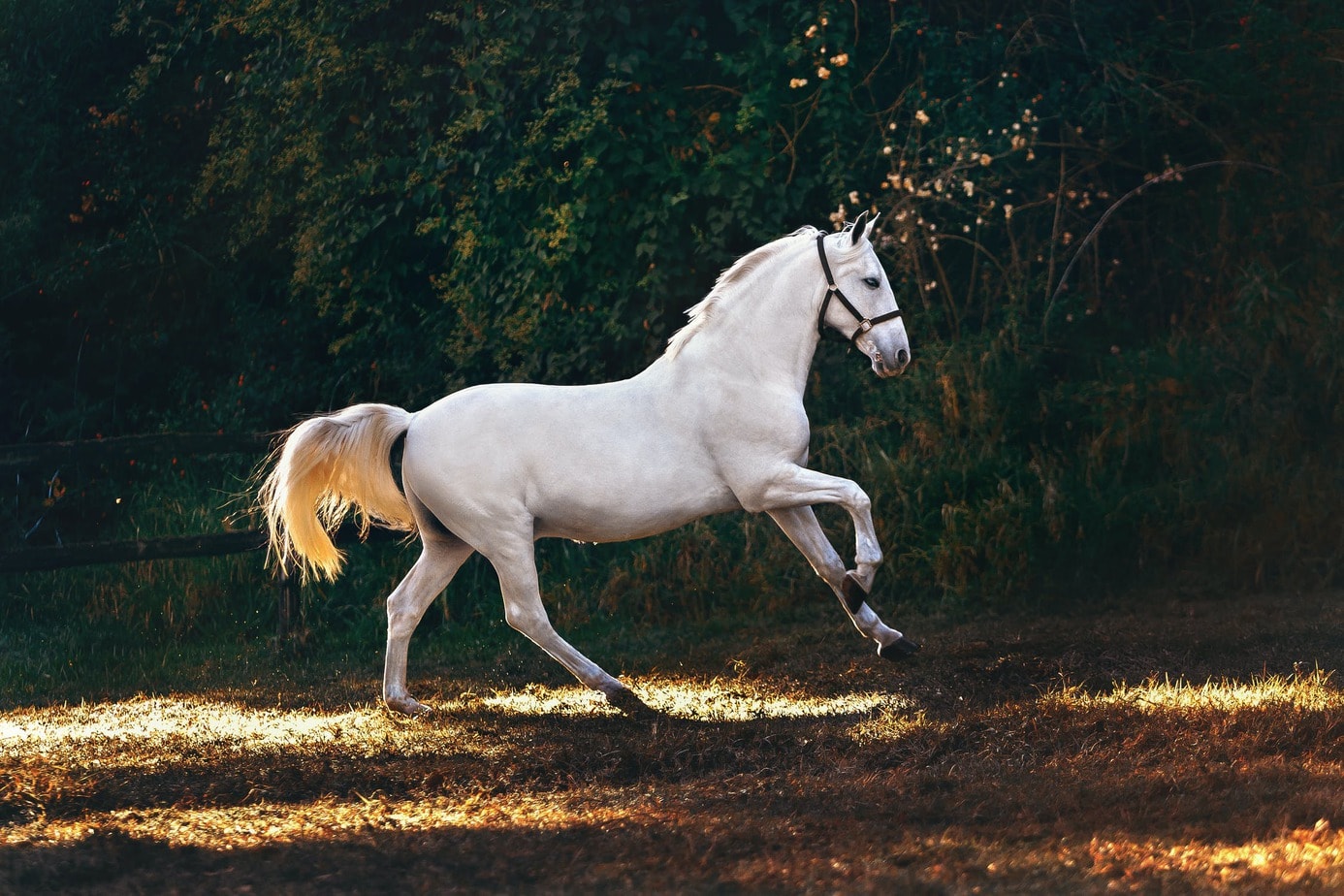 Beauty worth millions – the most expensive horse breeds in the world