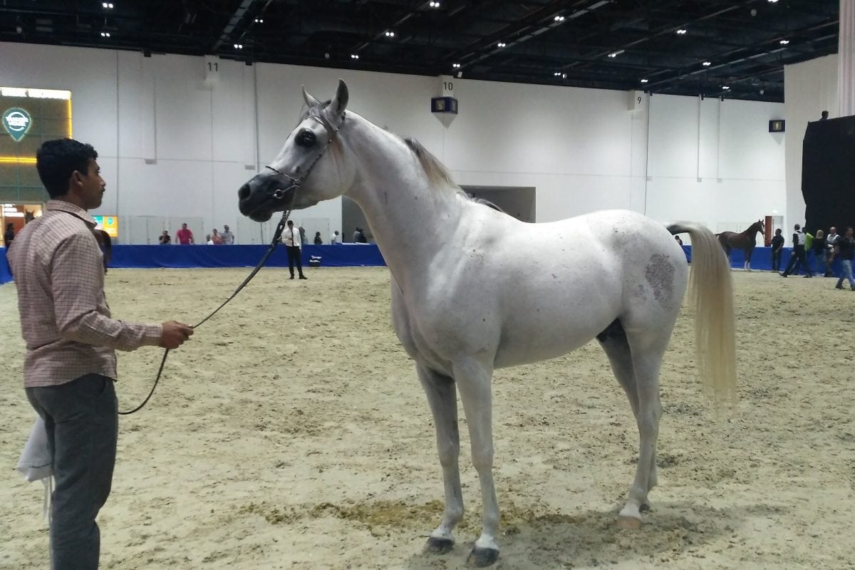 How do prestigious horse auctions work?
