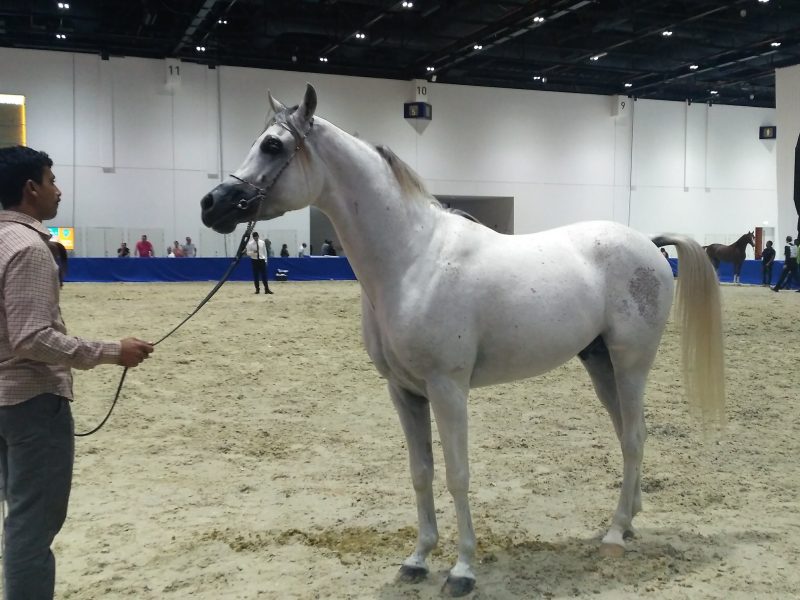 How do prestigious horse auctions work?